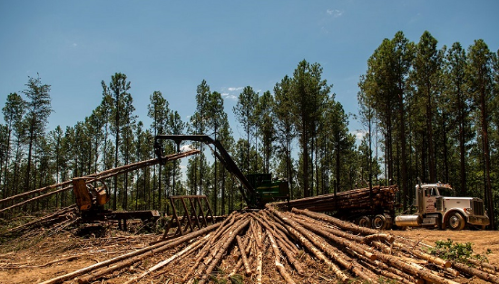 tree removal darwin